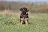 BERGER ALLEMAND 607